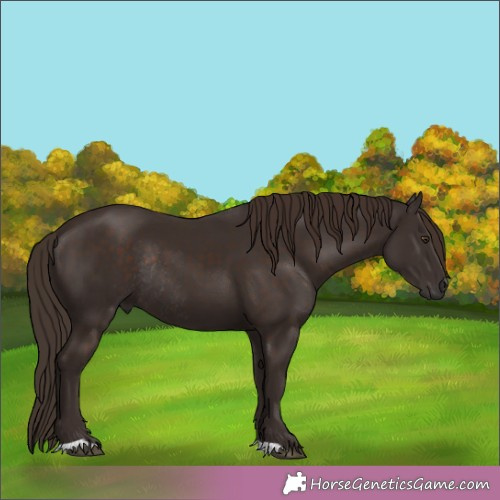 Horse Color:Liver Chestnut Rabicano 