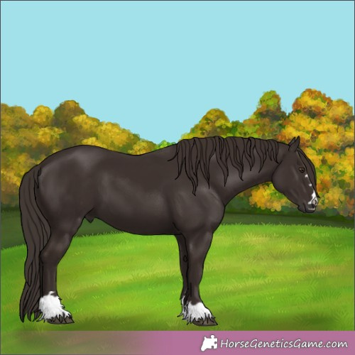 Horse Color: Liver Chestnut 
