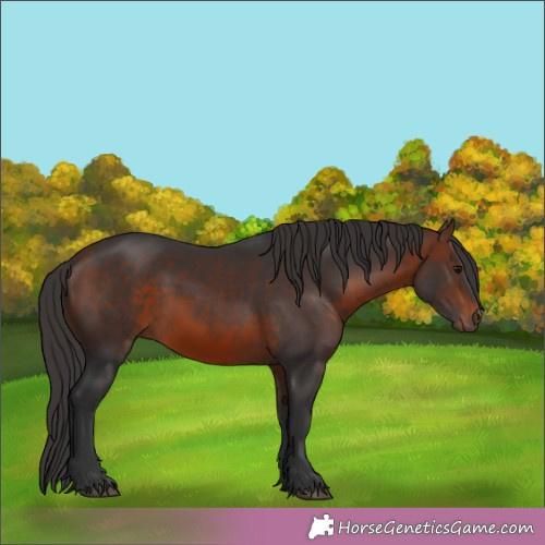 Horse Color: Bay 