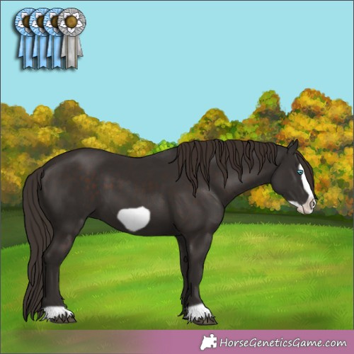 Horse Color:Liver Chestnut Frame 