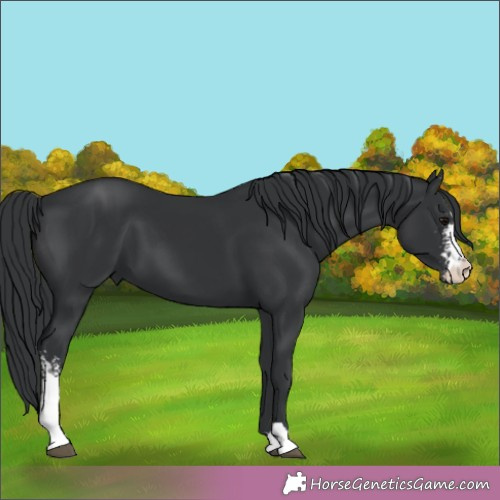 Horse Color:Black Sabino 