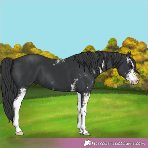 Horse Color:Black Sabino 