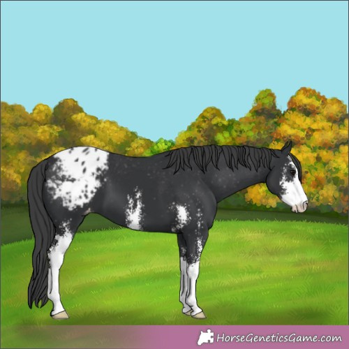 Horse Color:Black Sabino Appaloosa 