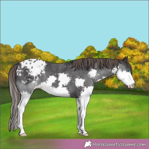 Horse Color:Black Splash Appaloosa 