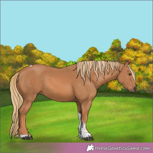 Horse Color:Chestnut Sabino Tobiano 