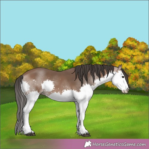 Horse Color:Bay Splash 