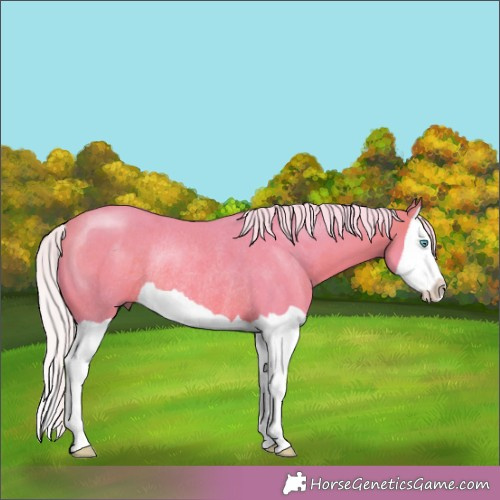 Horse Color:Watercolor Silver Bay Splash Rabicano 