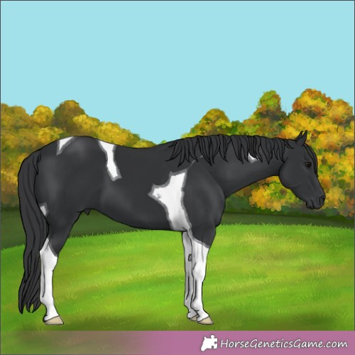 Horse Color:Black Tobiano 