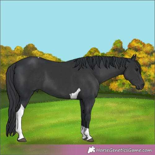 Horse Color:Black Tobiano 