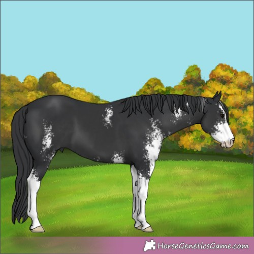 Horse Color:Black Sabino 