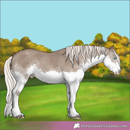 Horse Color:Silver Grullo Splash Appaloosa 