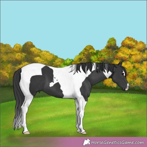 Horse Color:Black Tobiano 