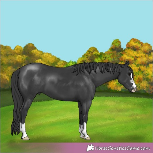 Horse Color:Black 
