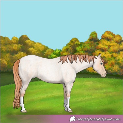 Horse Color:Amber Champagne Roan Pearl 