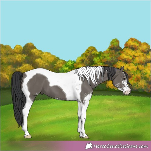 Horse Color:Grullo Sabino Tobiano 