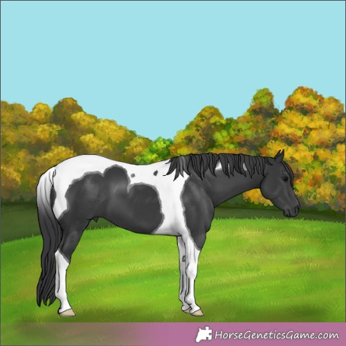 Horse Color:Black Tobiano 