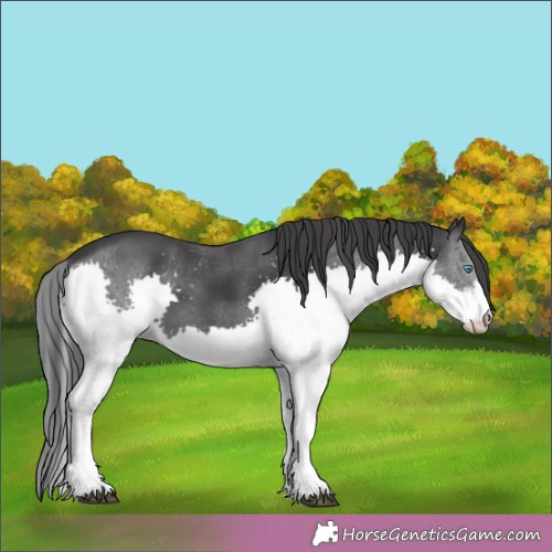 Horse Color:Black Sabino Splash 