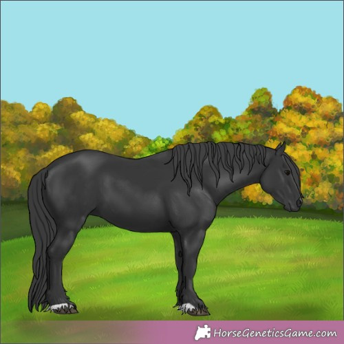Horse Color:Black 