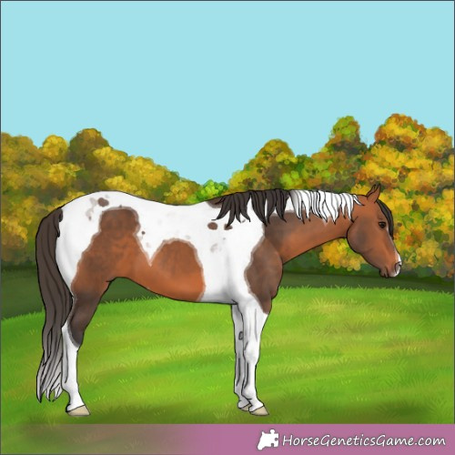 Horse Color:Bay Tobiano 