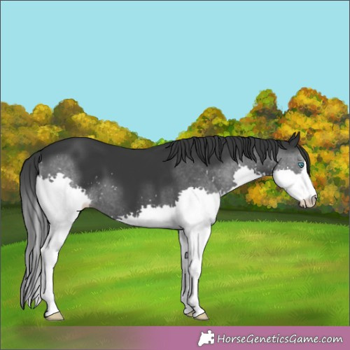 Horse Color:Black Splash 