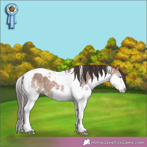 Horse Color:Bay Sabino Splash Tobiano 