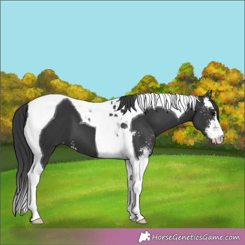 Horse Color:Black Sabino Tobiano 