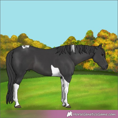 Horse Color:Black Tobiano 