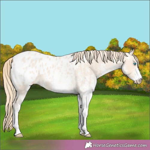 Horse Color:White Spotted Perlino Appaloosa 