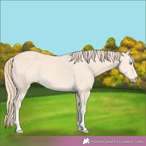 Horse Color:White Spotted Perlino 