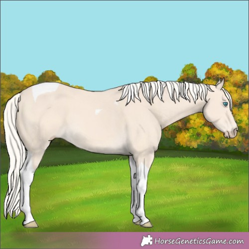 Horse Color:Cremello Tobiano 