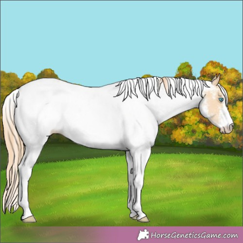 Horse Color:White Spotted Buckskin Pearl 