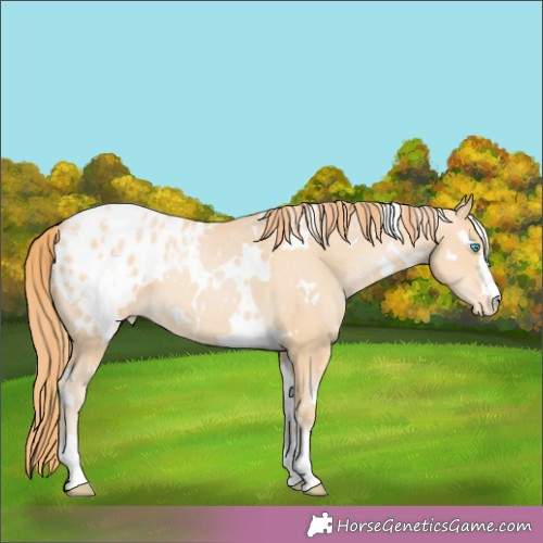 Horse Color:White Spotted Buckskin Pearl Appaloosa 