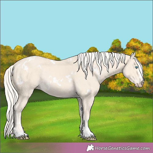 Horse Color:White Spotted Cremello Rabicano 