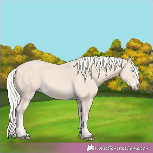 Horse Color:White Spotted Cremello 
