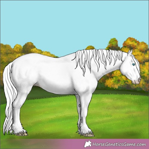 Horse Color:Cremello Splash Appaloosa 