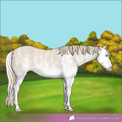 Horse Color:White Spotted Smoky Creme Splash 