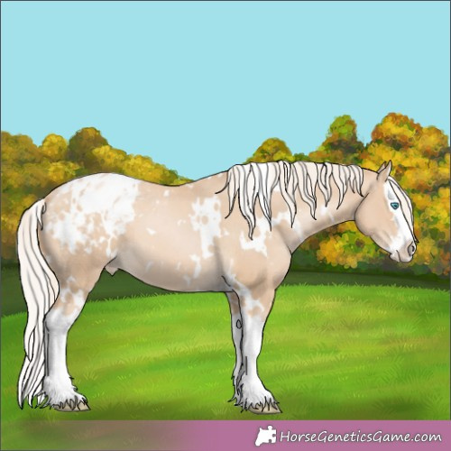 Horse Color:White Spotted Palomino Pearl Splash Appaloosa 