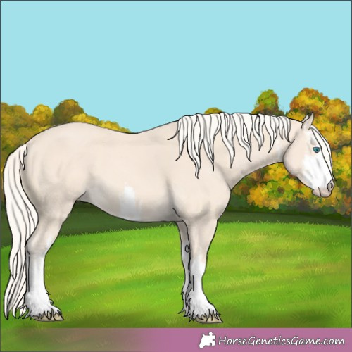 Horse Color:White Spotted Cremello 