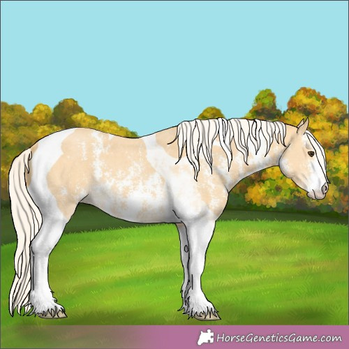 Horse Color:Palomino Sabino Tobiano 