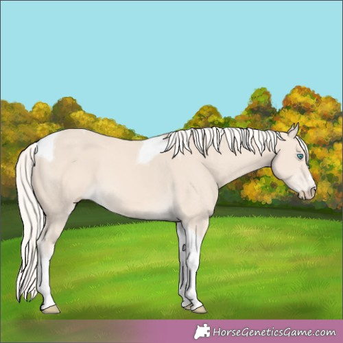 Horse Color:Cremello Tobiano 