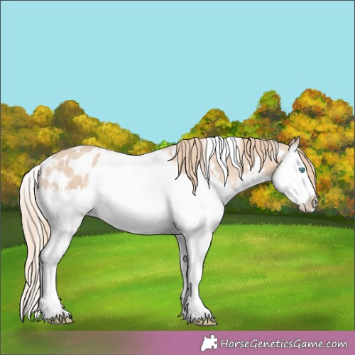 Horse Color:White Spotted Perlino Splash Appaloosa 