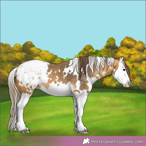Horse Color:White Spotted Buckskin Splash Appaloosa 
