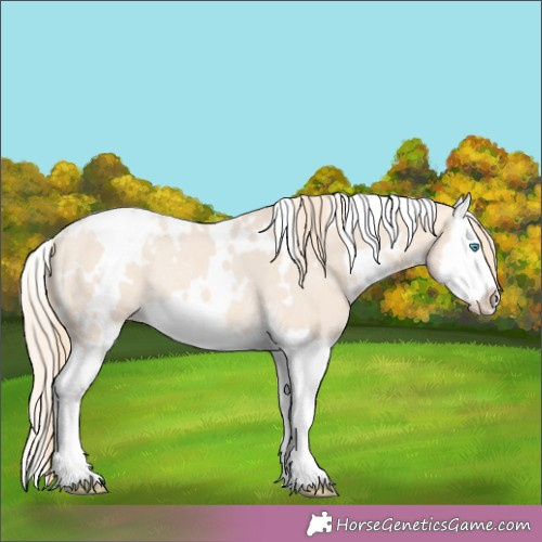 Horse Color:White Spotted Perlino Splash Appaloosa Rabicano 