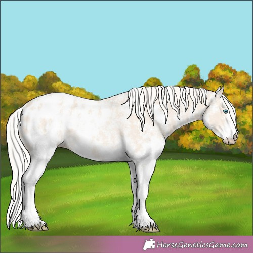 Horse Color:Cremello Sabino Appaloosa Rabicano 