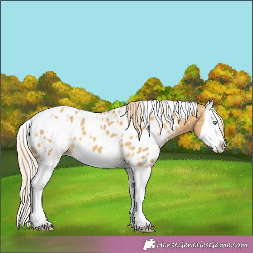 Horse Color:White Spotted Palomino Dun Splash Appaloosa 