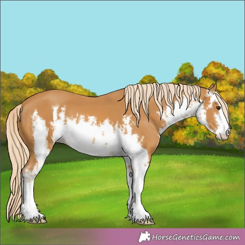 Horse Color:White Spotted Palomino