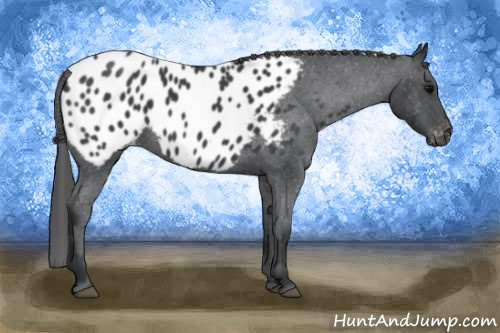Horse Color: Blue Roan Blanket 