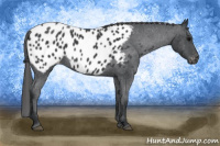 Horse Color:Blue Roan Appaloosa