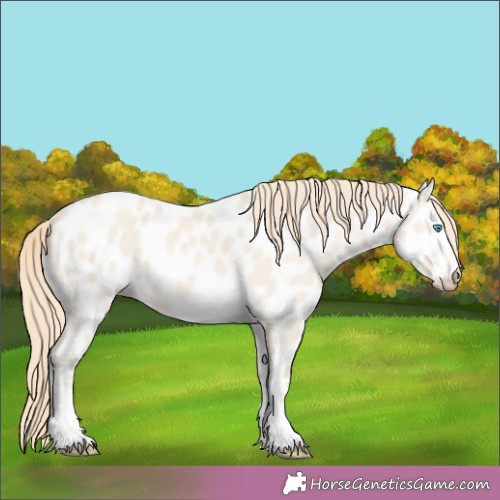 Horse Color:Perlino Dun Appaloosa 