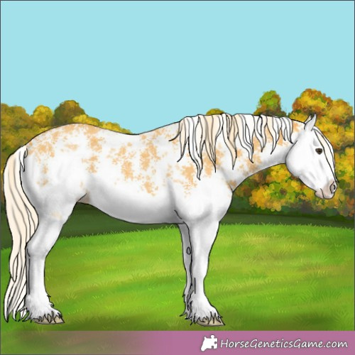 Horse Color:Palomino Sabino Splash 